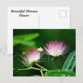 Lebhafte Mimosa-Blume Postkarte (Vorne/Hinten)