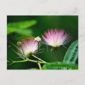 Lebhafte Mimosa-Blume Postkarte (Vorderseite)