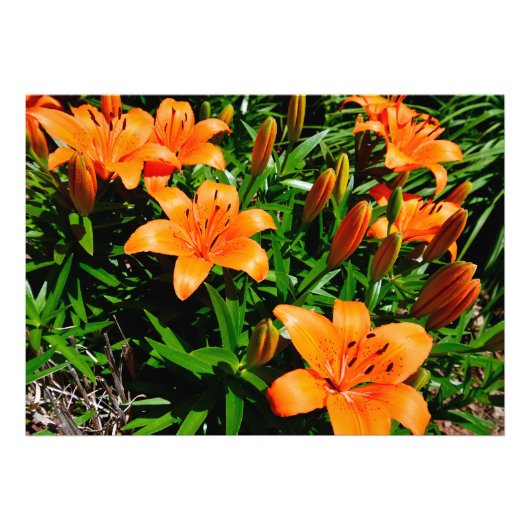Lebhafte Orange Asian Lilies Fotodruck (Vorne)