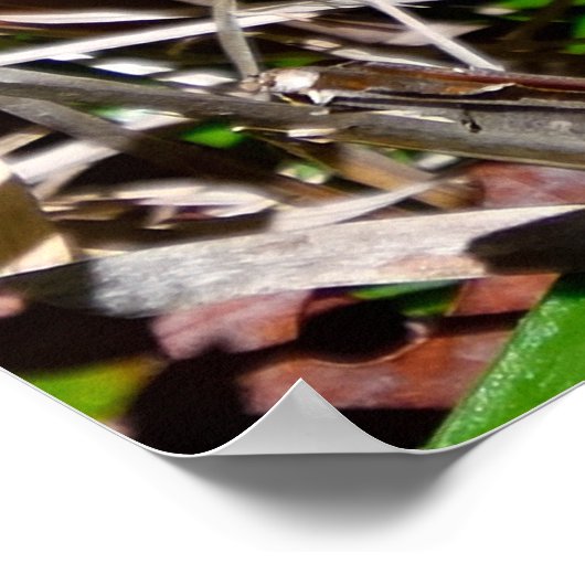 Lebhafte Orange Asian Lilies Poster (Ecke)