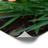 Lebhafte Orange Asian Lilies Poster (Ecke)
