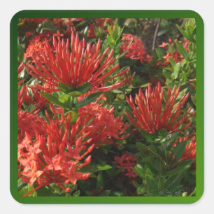 Lebhafte Orange Firebush-Pflanze Quadratischer Aufkleber