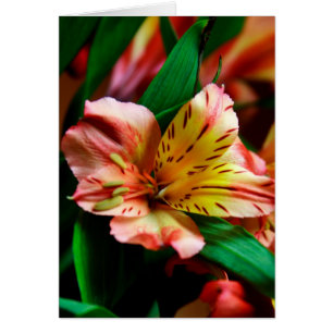 Lebhafte Orange Tiger Lily Card