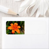 Lebhafte Orangenlilie-Blume (Insitu)