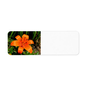 Lebhafte Orangenlilie-Blume