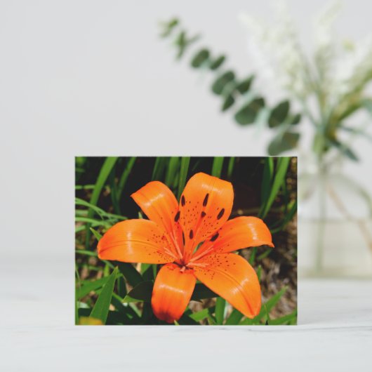 Lebhafte Orangenlilie-Blume Postkarte (Stehend Vorderseite)