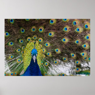 Lebhafte Peacock Feathers Poster