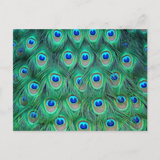 Lebhafte Peacock Feathers Postkarte (Vorderseite)