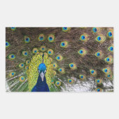 Lebhafte Peacock Feathers Rechteckiger Aufkleber (Vorderseite)