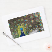Lebhafte Peacock Feathers Rechteckiger Aufkleber (Umschlag)