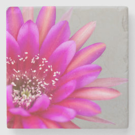 Lebhafte Pink Cactus Blume Blütenblätter Steinuntersetzer