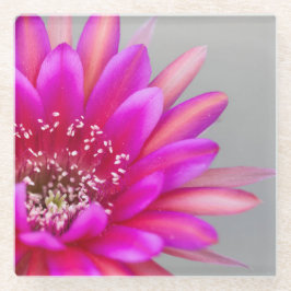 Lebhafte Pink Cactus Blume Petals Glasuntersetzer