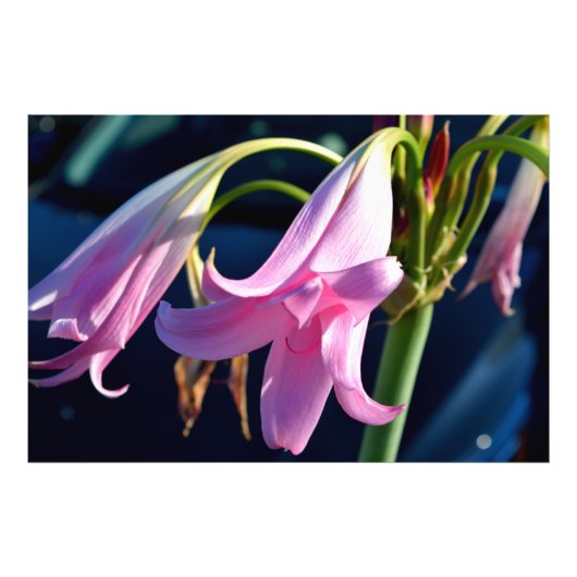 Lebhafte Pink Lily Fotodruck (Vorne)