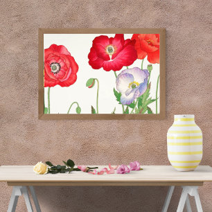 Lebhafte Poppies auf Weiß Fotodruck