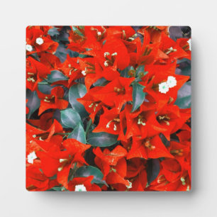 Lebhafte Red Bougainvillea Blume Fotoplatte