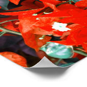 Lebhafte Red Bougainvillea Blume Poster (Ecke)