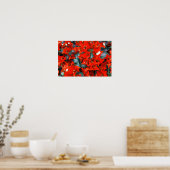 Lebhafte Red Bougainvillea Blume Poster (Küche)