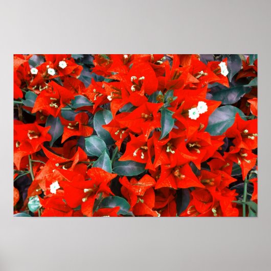 Lebhafte Red Bougainvillea Blume Poster (Vorne)