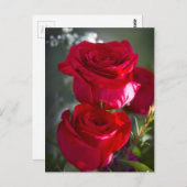 Lebhafte romantische Rote Rosen Postkarte (Vorne/Hinten)