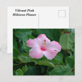 Lebhafte rosa Hibiskus-Blume Postkarte (Vorne/Hinten)