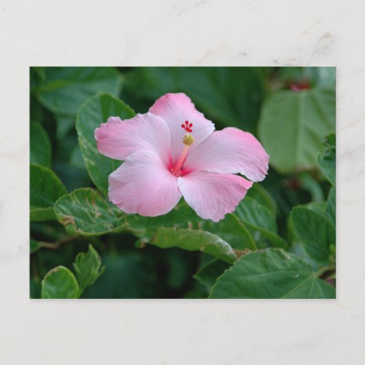 Lebhafte rosa Hibiskus-Blume Postkarte (Vorderseite)