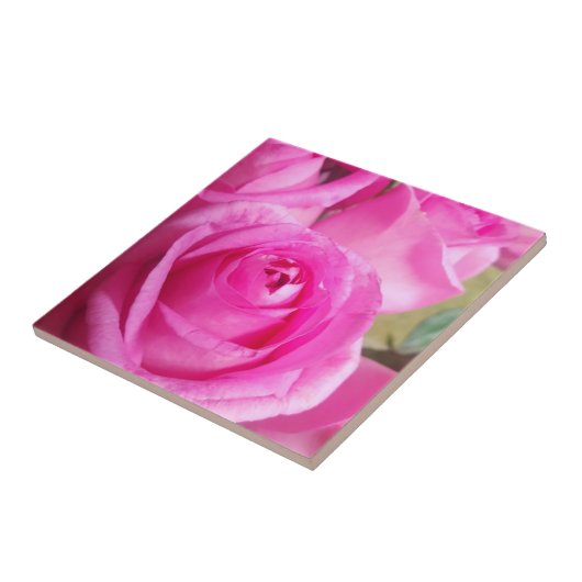 Lebhafte rosa Rosen Fliese (Seite)