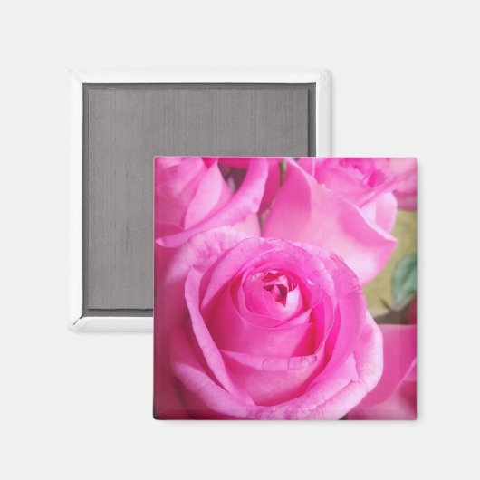 Lebhafte rosa Rosen Magnet (Vorderseite/Rückseite)