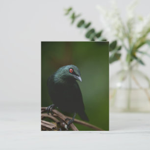 Lebhafte rote Augen des asiatischen Glossy Starlin Postkarte