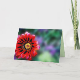 Lebhafte rote Blume Gazania Floral, leere Begrüßun Karte