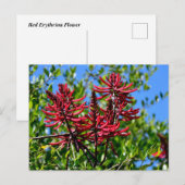 Lebhafte Rote Blume Postkarte (Vorne/Hinten)