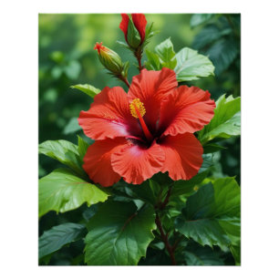 Lebhafte Rote Hibiskus-Blume mit Blätter-4369 Poster