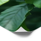 Lebhafte Rote Hibiskus-Blume mit Blätter-4369 Poster (Ecke)