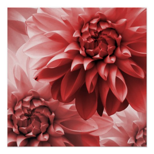 Lebhafte Rote Monotone Dahlia Blume Poster (Vorderseite)
