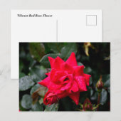 Lebhafte Rote Rose Postkarte (Vorne/Hinten)