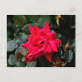 Lebhafte Rote Rose Postkarte (Vorderseite)