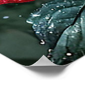 Lebhafte rote Rosen Poster (Ecke)