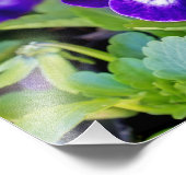 Lebhafte, schöne Lila Mohnfotografie Fotodruck (Ecke)