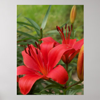 Lebhafte Schönheit - von W. Michael Ley - ... Poster