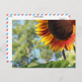 Lebhafte Sommersonnenblume Postkarte (Vorne/Hinten)