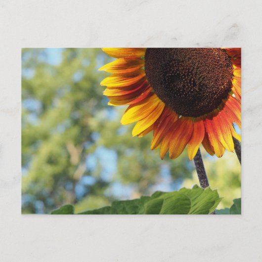 Lebhafte Sommersonnenblume Postkarte (Vorderseite)