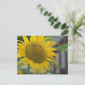 Lebhafte Sommersonnenblume Postkarte (Stehend Vorderseite)