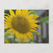 Lebhafte Sommersonnenblume Postkarte (Vorderseite)