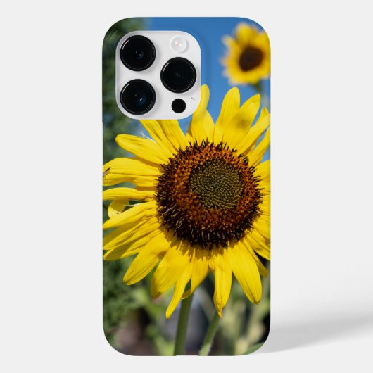 Lebhafte Sonnenblumen Case-Mate iPhone Hülle (Rückseite)