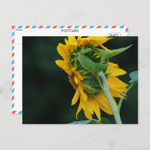 Lebhafte Sonnenblumen Elegance Postkarte