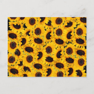 Lebhafte Sonnenblumen Naturblumendrucke Postkarte