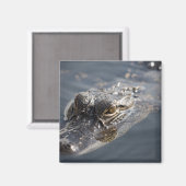 Lebhafter amerikanischer Alligator im Wasser Magnet (Vorderseite/Rückseite)