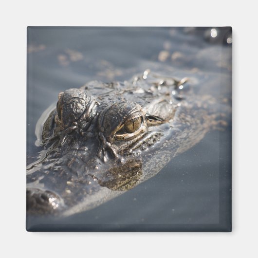 Lebhafter amerikanischer Alligator im Wasser Magnet (Vorne)