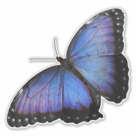 Lebhafter Blue Morpho Butterfly Sticker - Custom C (Vorderseite)