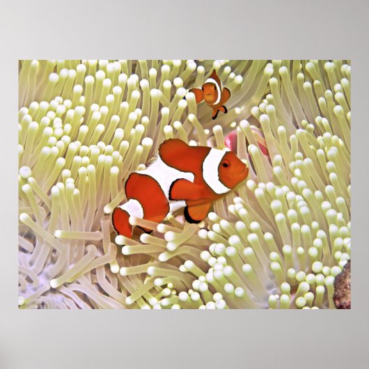 Lebhafter Clownfisch Poster (Vorne)