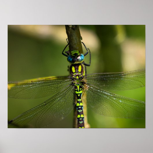 Lebhafter Hawker Dragonfly Nah Up - Wildlife Foto Poster (Vorne)
